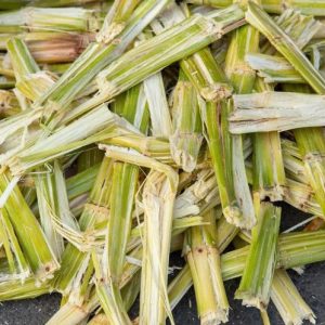 Bã mía bagasse