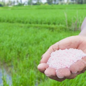 Nitrogen trong phân bón